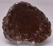 PALAEOSMUNDA WILLIAMSII Gould Plant Fossil Slice, QLD Australia S679