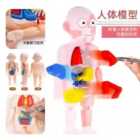 在飛比找蝦皮購物優惠-台灣出貨🍓人體器官模型 拼插玩具 模型玩具 人體構造 人體器