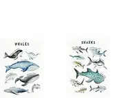Whales Sharks Chart Posters Animals Nursery Prints Canvas Painting Wall Art Pictures Prints for Kids Baby Room Home Decoration 60x90cmX2PCS Frameless
