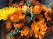 Dried calendula, 1-oz., free shipping, organic, herb, skin care