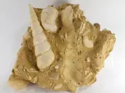 Fossil Turritella Shell from Bordeaux, France (EA6461) marine ocean