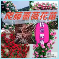 在飛比找蝦皮購物優惠-🌹精選爬藤薔薇花苗 Rose爬藤月季玫瑰花四季開花藤本月季觀