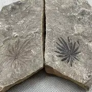 770 grams of Permian plant fossils, fern and rotifer fossils