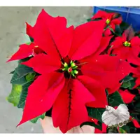 在飛比找蝦皮購物優惠-3吋盆 紅色聖誕紅盆栽 [[品種隨機出貨]] 室內植物活體盆