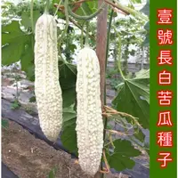 在飛比找蝦皮購物優惠-F 長白苦瓜種子 苦瓜種子 白玉苦瓜 蔬菜種子 3月到9月播