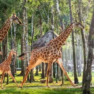 五星富國島~珍珠野生動物園、最長跨海纜車、地中海小鎮、出海跳島親子遊5日