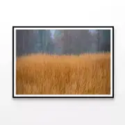 Grass in the Forest in Cloudy Print 100% Australian Made 90x60cm (Poster)