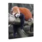 3dRose, Adorable Red Panda, Sichuan Province, China, Museum Grade Canvas Wrap