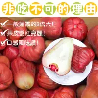 在飛比找momo購物網優惠-【鮮果日誌】蓮霧界的LV 黑糖芭比4台斤