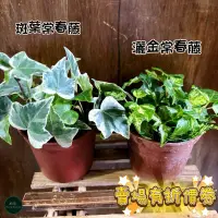 在飛比找蝦皮購物優惠-植藝-常春藤 ✧二種可選✧ 灑金常春藤 斑葉常春藤 長春藤 