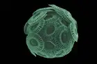 Phytoplankton Scanning Electron Microscope Magnified Microorganism Poster Print