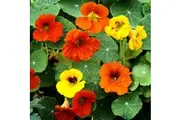 NASTURTIUM 'Double Jewel Mixed' seeds *DWARF*