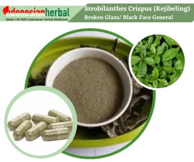Capsule Of Pure Black Face General Broken Glass Strobilanthes Crispus Natural