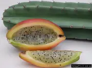 Apple Cactus, Cereus peruvianus