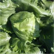 Lettuce - Great Lake seeds