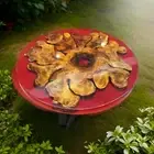 Red Epoxy Round Coffee Table Top Walnut Wood Live Edge Countertop Centerpiece