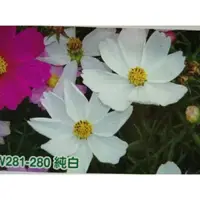 在飛比找蝦皮購物優惠-尋花趣 大波斯菊 【白色】大波斯菊種子 花海大波斯菊種子 每