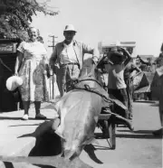 Man And His Wife With Blue Marlin In Mexico 1953 Old Fishing Photo