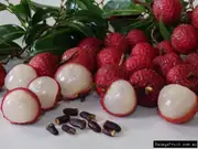 Lychee - Seedling, Litchi chinensis