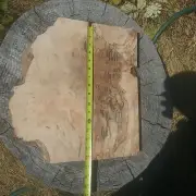 Maple Figured / Spalted For Your Art/ Wood Projects. 16"×14"×1.5"