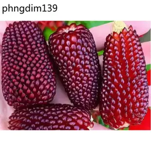 白龍王水果玉米種子 菠蘿玉米奶油玉米種子 草莓玉米種子 水果玉米種子 味道香甜 四季播種 小喬易成活