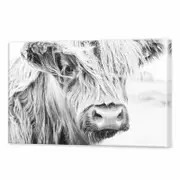 Highland Cow Monochrome | 90 x 60cm Stretched Canvas Print