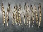 Lady Amherst Pheasant Tail Feathers