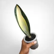 Sansevieria Masoniana Madiopicta Variegated Rare Uniqe Snake Plant