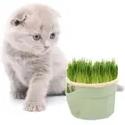 Easy To Grow Cat Grass Box Planter Hydroponic Grass Sprouter Tray Window