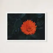 Galrie Kabloom Bright Red Flower Fine Art Photography Print for Home Decor, White Frame, A1 60 x 84cm (23 x 33inch)