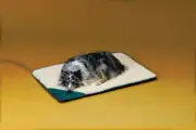 Allied Precision API 12PB-L Large Heated Pet Bed