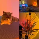 LED USB Sunset Lamp Sunset Party Decoration Mood Light Living Room Bedroom...
