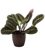 Thorsen's Greenhouse Red Maranta in Copper Pot NoSize NoColor