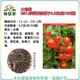 【綠藝家】大包裝G81.珍甜蕃茄種子 0.5克(約195顆)