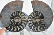 RARE 1n100 BLACK Ammonite PAIR Deep Crystals 110myo FOSSIL XL 185mm 7.3" 31431xx