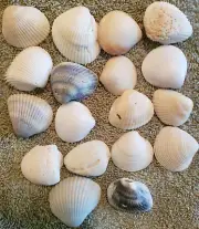 1 lb ( 16 US oz) 1" To 1 1/2" Treasure Coast Florida Sea Shells