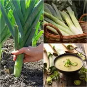 Leek - Elephant seeds