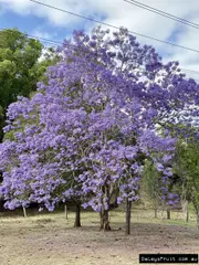 Jacaranda - Deep Purple, Jacaranda mimosifolia