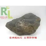 金牌型 天然龍紋石 台灣特有種 天然水洗 14公分 500G 財寶滿滿 獨特美麗 僅1顆 獨一無二 A18186