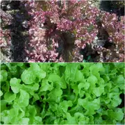 Lettuce - Salad Bowl Mixed seeds
