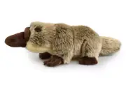 ~❤️~PLATYPUS Lil Friends KORIMCO 25cms 10" Plush Soft Toy stuffed BNWT~❤️~