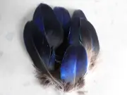 Peacock Feathers, Natural Blue Iridescent, ~5-10 cm, 6pcs