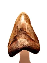NICE BROWN MEGALODON FOSSIL NATURAL COOURS COOL TOOTH NICE AND WELL PRESERVED