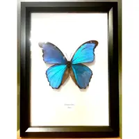 在飛比找蝦皮購物優惠-大藍閃蝶🦋 相框 蝴蝶相框 藝術品 擺飾 客製化禮品 交換禮