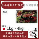 減加壹 日本專利長野靈芝 1KG 4KG 保健原料 食品原料 日本靈芝