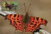 LIBYA 1981 Butterflies "Polygonia c-album" (maximum-card) #5