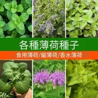 在飛比找蝦皮購物優惠-薄荷種子🥬 美國薄荷四季播種陽台盆栽天然驅蚊草留香蘭薄荷種子