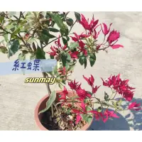 在飛比找蝦皮購物優惠-【蝶類九重葛】紅蝶 紫蝶 橙蝶 黃蝶 5吋盆 九重葛 蝶類 