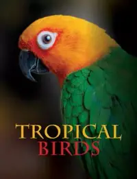 在飛比找博客來優惠-Tropical Birds