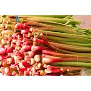 RHUBARB 'Giant Victoria' seeds